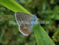 /album/fotogaleria-fotografie-prirody-/a1-jpg/