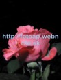 /album/fotogaleria-fotografie-prirody-/p8090023-jpg/
