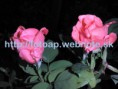 /album/fotogaleria-fotografie-prirody-/p8090033-jpg/