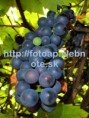 /album/fotogaleria-fotografie-prirody-/p8180034-jpg/