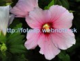 /album/fotogaleria-fotografie-prirody-/p8180036-jpg/