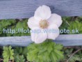 /album/fotogaleria-fotografie-prirody-/p8180043-jpg/