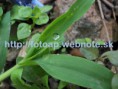 /album/fotogaleria-fotografie-prirody-/p8190004-jpg/